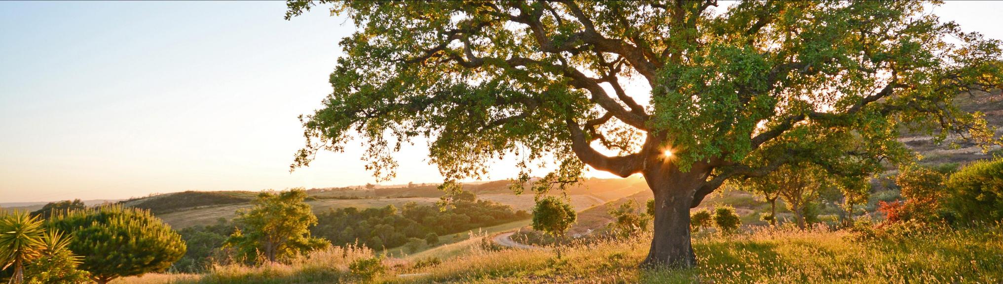 Alentejo